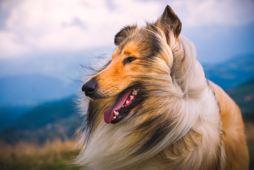 The Collie Breed –